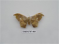 藏品(尺蛾362)的圖片